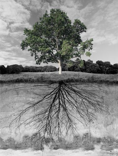 ROOTS HIDDEN