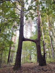 TREEONE_EXAMPLE1